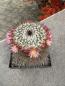 Preview: Mammillaria lindsay